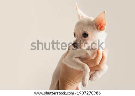 Little chihuahua being raised with a woman hand on white background
