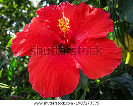 Beautiful red Hawaiian hibiscus flower in bloom.