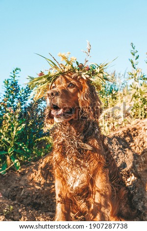 Beautiful ginger golden spaniel in tree and flowers