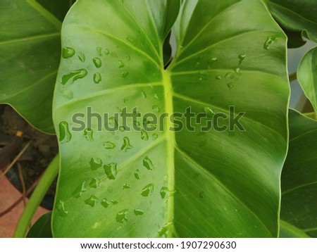 Raindrops on Taro Leaves in the Morning