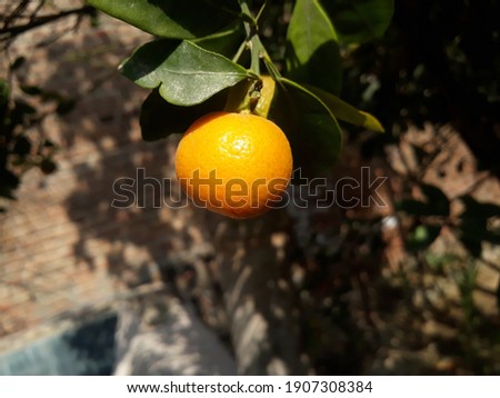 FOCUSED PICTURE OF A LEMON 