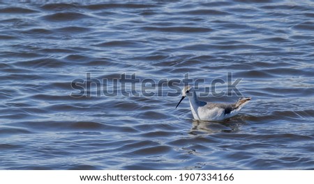 a solitary archibebe bird looking down swimming in blue water with plenty of room for text, scientific name of the species Tringa stagnatilis of the family Scolopacidae
