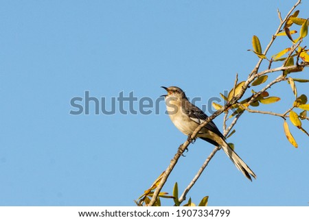 A Northern Mockingbird perched in a tree in the LRGV.