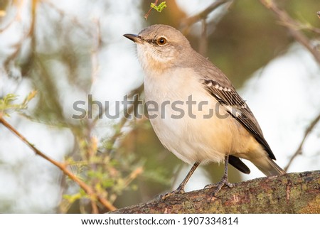 A Northern Mockingbird perched on a branch early in the morning.