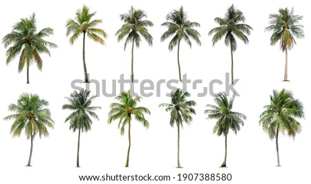 Set of coconut and palm trees isolated on white background, Suitable for use in architectural design, Decoration work, Used with natural articles both on print and website. Royalty-Free Stock Photo #1907388580