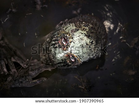 Swamp monster. A fabulous creature in a dark swamp. Scary creature at night.  Royalty-Free Stock Photo #1907390965