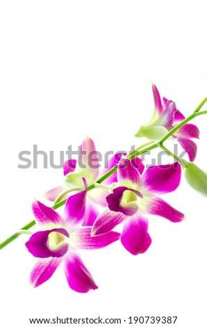 Orchind isolated white background