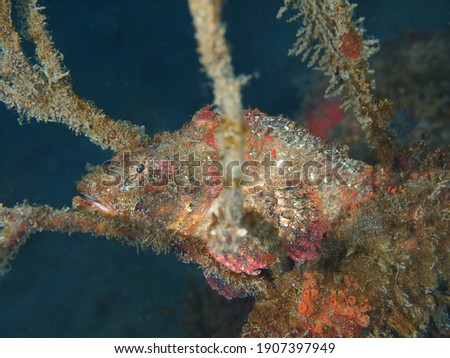 Hairy stingfish camouflaging itself as rock (Osezaki, Shizuoka, Japan)