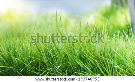 spring grass in sun light and defocused sky on background