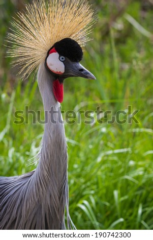 close up of an east african crowned crane with beautiful colors and spring green grass in the background