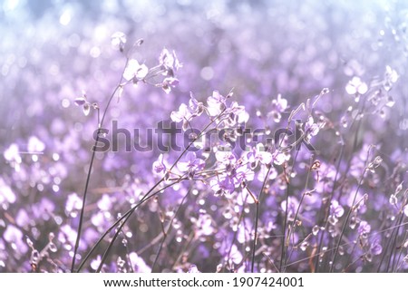 selective focus of Purple flower blossom on field, Beautiful growing and flowers on meadow blooming in the morning.Soft pastel on nature bokeh background,vintage style
