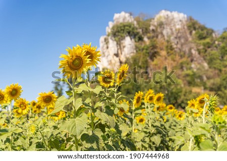 field of blooming yellow sunflowers in the summer season in sunflowers farm and other flowers with a mountain in backgrounds.