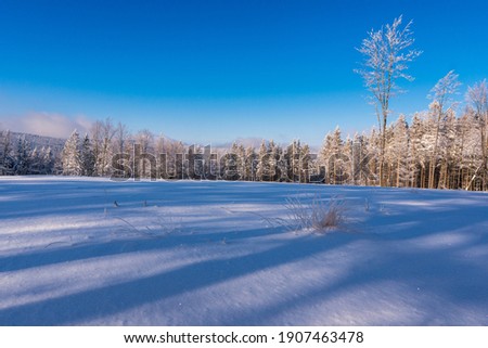 Scenic image of spruces tree. Frosty day, calm wintry scene. Location Carpathian, Ukraine Europe. Ski resort. Great picture of wild area. Explore the beauty of earth. Tourism concept. Happy New Year!