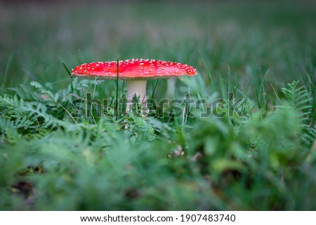 Fly agaric (Amanita muscaria) in a meadow with the hat wide open.
