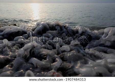 Algae and rocks covered with ice on a beach on the Black Sea coast in winter in the city of Evpatoria (Crimea, Crimean peninsula).