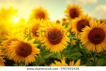 Beautiful field of blooming sunflowers against  blurry sunset golden light  Royalty-Free Stock Photo #1907492428