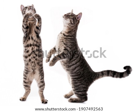 two cats is looking up  isolated on white background Royalty-Free Stock Photo #1907492563