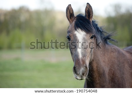 Grey Arabian horse mare portrait in summer time