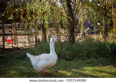 Ducks, geese, swans, white are sitting and walking in the garden, the zoo, the pond beside the pond,