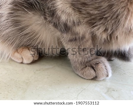 Close up view of nice grey cat paws