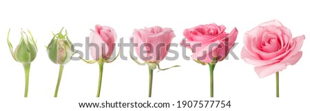 Blooming stages of rose flower on white background Royalty-Free Stock Photo #1907577754