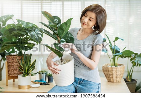 Portrait asian beautiful woman hands holding green leaf plant pot. Hispanic girl gray t-shirt gardening at home. Go green environment, hobby or leisure time during stay home, sustain ecology concept Royalty-Free Stock Photo #1907586454