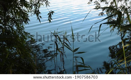 Defocused cattail stalks on foreground and tree branches over rippled blue water surface. Plants growing by river and willow tree foliage with wavy blurry water background