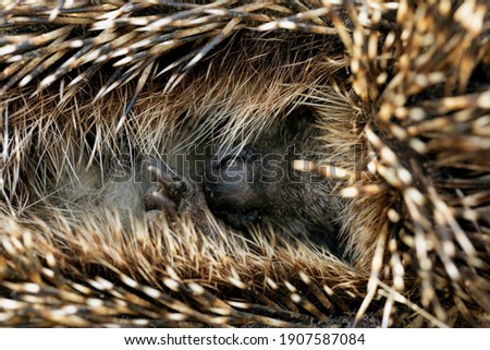 Cute Erinaceus europaeus hedgehog curled up showing nose. Selective focus
