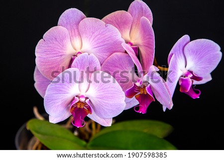 Beautiful purple Phalaenopsis orchid flowers, isolated on black background. Moth dendrobium orchid. Multiple blossoms. Flower in bloom. Beautiful details of tropical floral visuals. Royalty-Free Stock Photo #1907598385