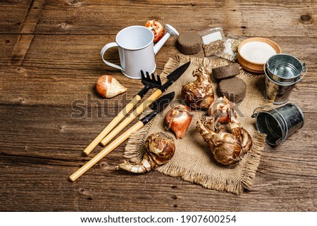Spring planting and gardening concept. Tools, watering can, fresh tulip bulbs, buckets, sand, seeds. Wooden background, place for text