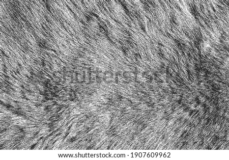 Distressed overlay texture of natural fur, grunge vector background. abstract halftone vector illustration Royalty-Free Stock Photo #1907609962