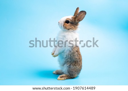Adorable bunny easter rabbit stands up on two legs, running around and sniffing, looking around, on blue screen. Royalty-Free Stock Photo #1907614489