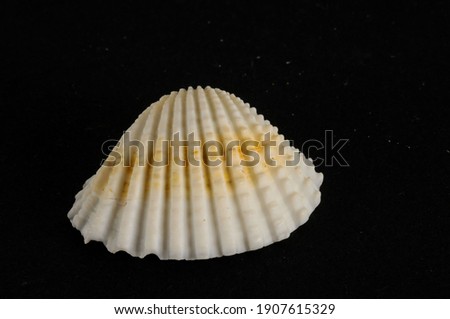 Photo picture of a Seashell background texture