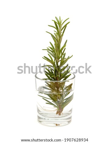 Food plant propagation - small rosemary twig with roots in water, isolated on white background