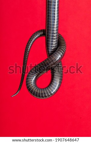 Details of the belly in the tail of a black snake