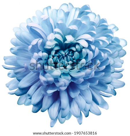 flower blue chrysanthemum . Flower isolated on a white background.  Close-up. Nature.