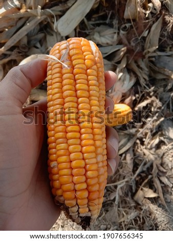Close up capture of yellow corn. A man holding beautiful yellow ripe corn in hand. Photography of corn product. Sweet and fresh corn picture. Used for food ingredients and lots of nutrients.