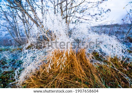 Frozen grass covered with white frost against the backdrop of a beautiful blue sky and fluffy white fog