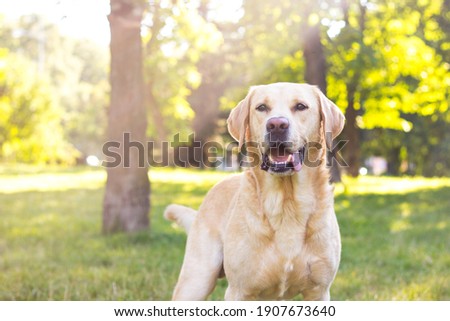Smiling labrador dog in the city park portrait. Smiling and looking up, looking away Royalty-Free Stock Photo #1907673640