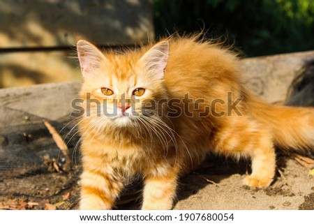 Angora orange kitten playing with sand