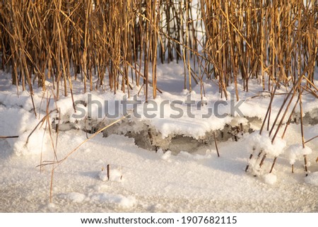 Dry reed on iced, frosted river bank in winter.