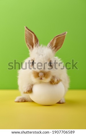 White Easter bunny rabbit with egg on yellow and green background