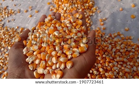 A man holding beautiful yellow ripe corn grains in hand. Close up of corn. Selective focus (Blurred picture) corn grains background. Photography of corn product.