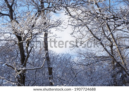 Beautiful Peaceful Forest landscape Cloudy sky throw frozen branch