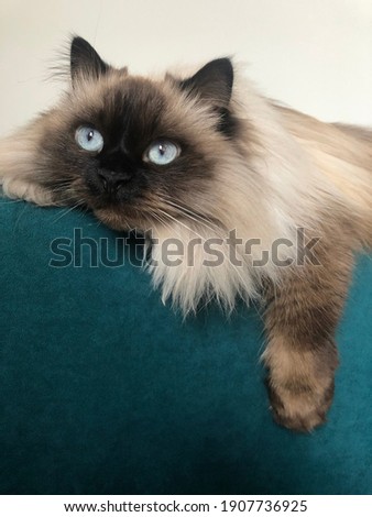 Brown cat with blue eyes