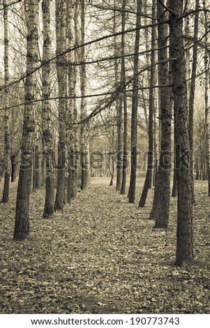 Avenue of birches and conifers. Sepia, vintage style