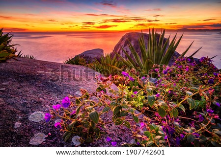 Landscape Image of a Golden and Colorful Sunrise Over the Ocean and Rocks and Flowers In the Foreground, Shot in Itapema, Santa Catarina, Brazil