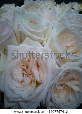 White roses with a delicate pink hue. The top of a large bouquet, where only buds and flower petals, close-up