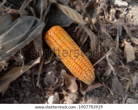 Capture of yellow corn. Sweet and fresh corn picture. Selective focus of corn with blurred. Photography of corn field product of agriculture Pakistan.