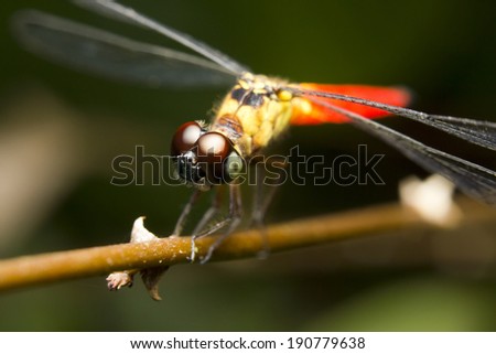 Close-up of a red-tailed dragonfly, Borneo